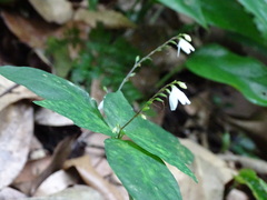 Codonacanthus pauciflorus