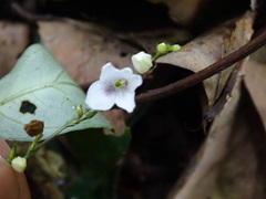 Codonacanthus pauciflorus