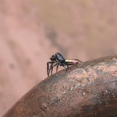Salticus peckhamae