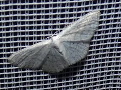Scopula immutata