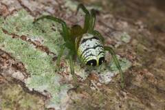 Bijoaraneus praesignis