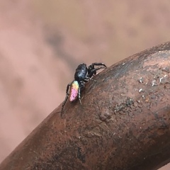 Salticus peckhamae