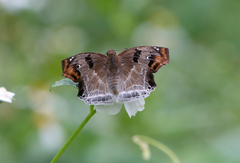 Odontoptilum angulata
