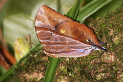 Zeuxidia mesilauensis