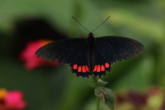Parides erithalion polyzelus
