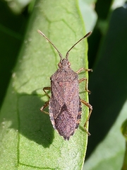 Hypselonotini