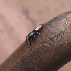 Salticus peckhamae