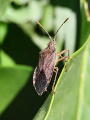 Hypselonotini