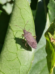 Hypselonotini
