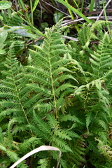 Athyrium yokoscense