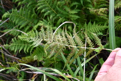 Athyrium yokoscense