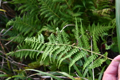 Athyrium yokoscense
