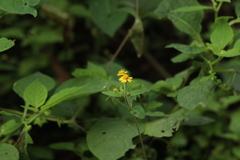 Millerieae