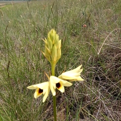 Eulophia welwitschii