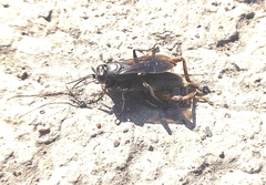 Gryllus veletis