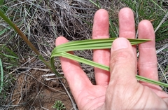 Eulophia welwitschii