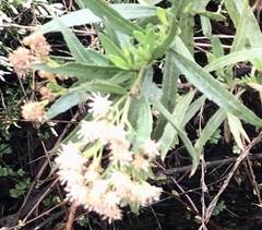 Baccharis salicifolia