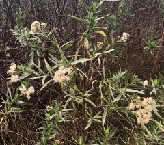 Baccharis salicifolia