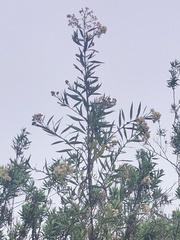 Baccharis salicifolia