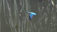 Alcedo atthis atthis