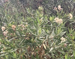 Baccharis salicifolia