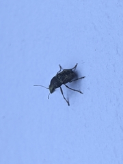 Araecerus