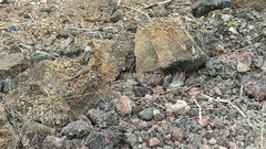 Microlophus albemarlensis