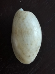 Bulla occidentalis