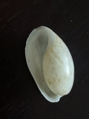 Bulla occidentalis