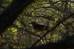 Toxostoma longirostre