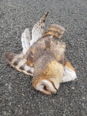 Tyto alba poensis