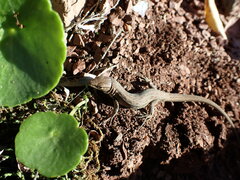 Psammodromus edwarsianus