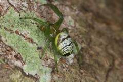 Bijoaraneus praesignis