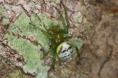 Bijoaraneus praesignis