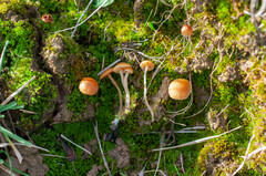 Galerina graminea