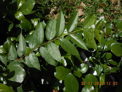 Wrightia religiosa
