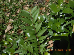 Wrightia religiosa