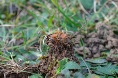 Sclerotinia trifoliorum