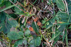 Sclerotinia trifoliorum