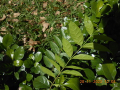 Wrightia religiosa