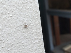 Microlinyphia pusilla