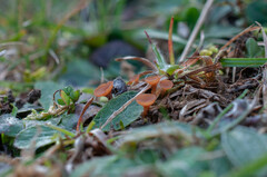 Sclerotinia trifoliorum