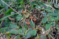 Sclerotinia trifoliorum