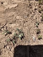 Chaetanthera microphylla