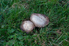 Agaricus subperonatus