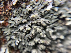 Phaeophyscia orbicularis