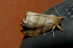Falcaria lacertinaria