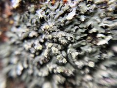 Phaeophyscia orbicularis