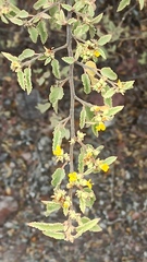 Waltheria ovata