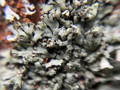 Phaeophyscia orbicularis